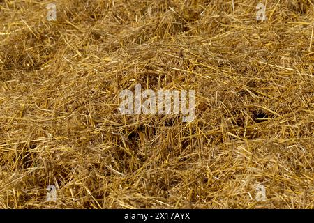 Paille jaune-dorée dans le champ après la récolte, la paille sèche après la récolte du grain de blé Banque D'Images