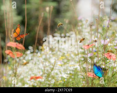 Beau champ de prairie de fleurs sauvages luxuriantes attirant les abeilles et les papillons Banque D'Images