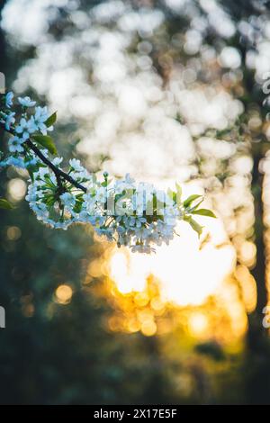 Blooming cherry tree Banque D'Images