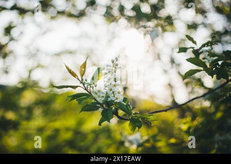 Blooming bird cherry Banque D'Images