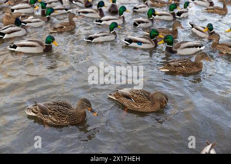 un grand nombre de canards sauvages flottant sur la rivière en hiver, les canards attendent de se nourrir pendant les gelées hivernales Banque D'Images