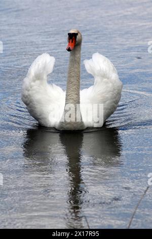 23.07.2020, Lanken, Grosspolen, PLN - Hoeckerschwan. Aussen, Aussenaufnahme, Cygnus olor, Einzeltier, Entenvogel, Europa, europaeisch, Fauna, freilebend, Freisteller, Gewaesser, Grosspolen, HF, Hochformat, Hoeckerschwan, Jahreszeit, Lanken, Lipka, Natur, Niemand, ornithologie, Osteuropa, Polen, polnisch, Schwan, Schwanenvogel, See, Sommer, Teich, Tier, Tierreich, Tierwelt, Vogel, Vogelkunde, Wasser, Wasservogel, Wildtier, Wildvogel 200723D133POLEN.JPG *** 23 07 2020, Lanken, Grande Pologne, PLN Muet cygne extérieur, tir extérieur, Cygnus olor, animal unique, canard, Europe, européenne, faune, FRE Banque D'Images