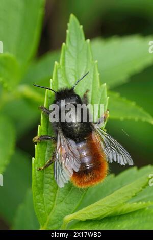 Gros plan vertical coloré naturel sur une abeille mason européenne femelle à cornes, Osmia cornuta assis sur une feuille verte Banque D'Images