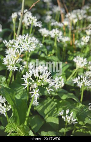 Ail sauvage en fleurs (Allium ursinum) dans la réserve naturelle de Gradowe Zbocze, une réserve forestière dans la voïvodie de Poméranie occidentale, foyer sélectif, Pologne. Banque D'Images