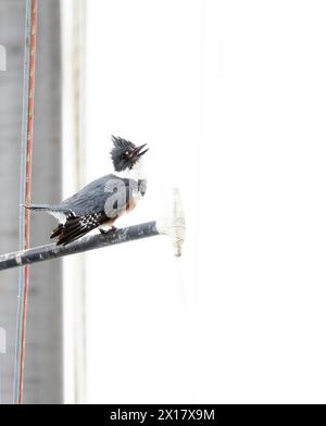 Ceinture Kingfisher femelle appel sur le dessus du mât de bateau Banque D'Images