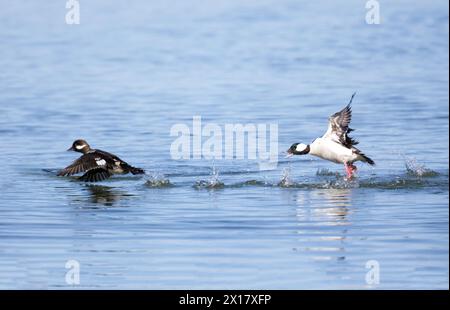 Bufflehead mâle Chasing Bufflehead femelle Banque D'Images
