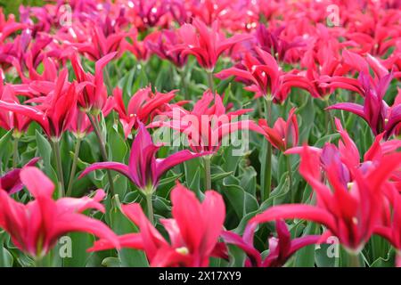 Tulipe fleurie de lis rose, Tulipa «Minuet de poupée» en fleur. Banque D'Images