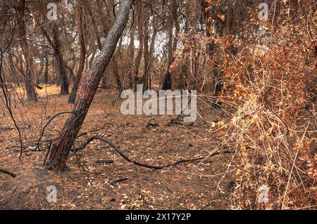 Photographie horizontale d'une forêt de pins intentionnellement brûlée. Banque D'Images