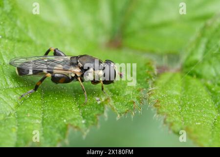 Gros plan naturel extrême sur un hoverfly européen à pattes épaisses, Syritta pipiens, assis sur une feuille verte Banque D'Images