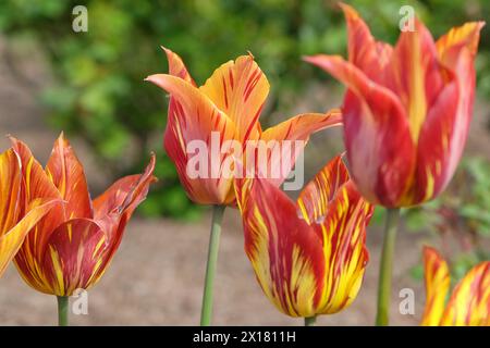 Tulipe de Rembrandt panachée jaune et rouge «Rubens» en fleur. Banque D'Images