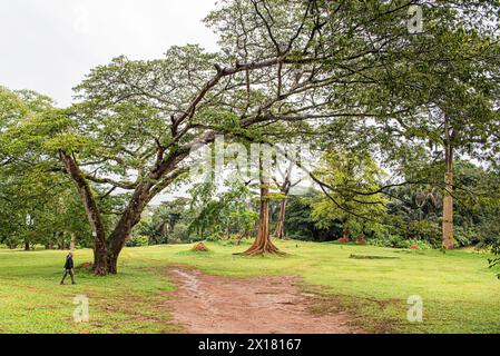 Après une pluie rafraîchissante, l'ambiance tranquille des jardins botaniques d'Entebbe prépare le terrain pour une promenade solitaire par une femme, entourée de lus Banque D'Images