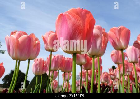 Tulipe hybride Darwin rose saumon, tulipa «impression rose» en fleur, avec un fond de ciel bleu. Banque D'Images