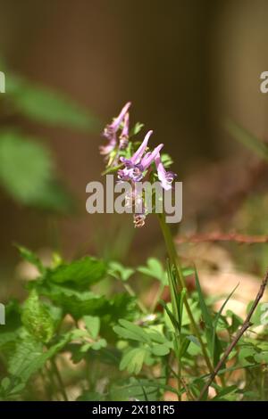 larkspur au début du printemps dans la forêt du parc national Hunsrueck-Hochwald, Rhénanie-Palatinat, Allemagne Banque D'Images