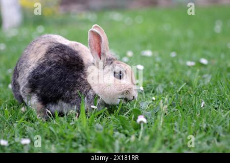 Lapin (Oryctolagus cuniculus domestica), animal domestique, herbe, manger, gros plan d'un lapin dans le pré. L'animal grigace sur de l'herbe fraîche Banque D'Images