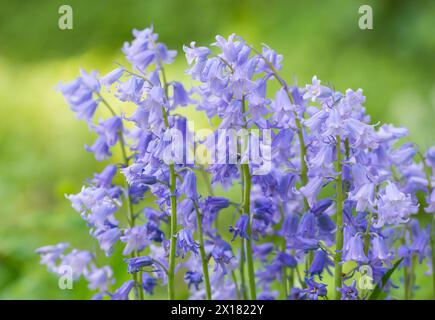 Les cloches bleues communes (Hyacinthoides non-scripta), également connues sous le nom de bluebell anglaise, de nombreuses inflorescences bleu-violet en gros plan avec un vert clair flou Banque D'Images