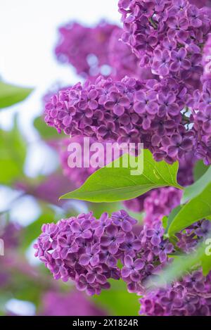 Gros plan de fleurs de lilas violettes avec des feuilles vertes, lilas commun à fleurs violettes (Syringa vulgaris), macro photographie, Allertal, basse-Saxe Banque D'Images