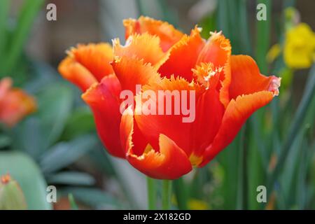 Tulipe à plumes orange et rouge, tulipa «Lambada» en fleur. Banque D'Images