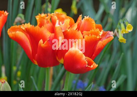 Tulipe à plumes orange et rouge, tulipa «Lambada» en fleur. Banque D'Images