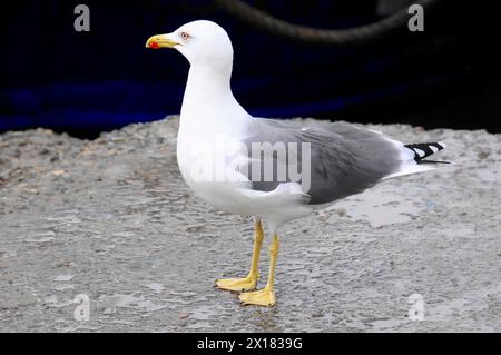 Goéland à pattes jaunes (Larus michahellis), Essaouira, Un goéland argenté se tient sur un sol asphalté, le fond est flou, Essaouira, Maroc Banque D'Images