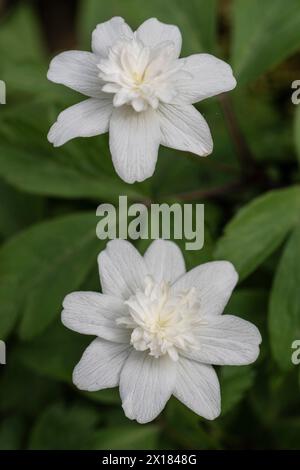 Anémone de bois à double fleur (Anemone nemorosa Vestale), Emsland, basse-Saxe, Allemagne Banque D'Images