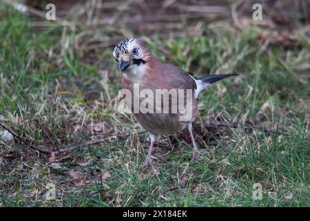Portrait d'un garrulus glandarius ou oiseau jay eurasien cherchant de la nourriture dans l'herbe d'une pelouse dans le jardin. L'animal à plumes regarde autour de lui. Banque D'Images