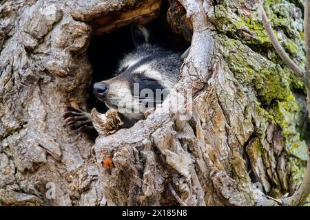 Raton laveur faisant une sieste dans le creux d'un arbre mort Banque D'Images