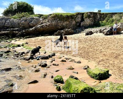 Image de chiens jouant et courant à travers le sable sur la plage Banque D'Images