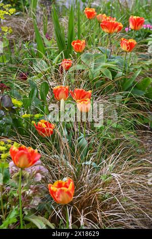 Fleur rayée rouge et jaune vibrante de Tulip Banja Luka poussant parmi les carex de bronze, les hellebores et les euphorbias dans le jardin britannique avril Banque D'Images