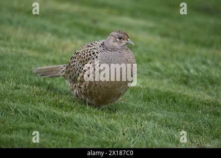 Image en gros plan d'une femme faisane commune (Phasianus colchicus) sur herbe courte, face à l'œil gauche sur caméra, prise en avril au centre du pays de Galles, au Royaume-Uni Banque D'Images