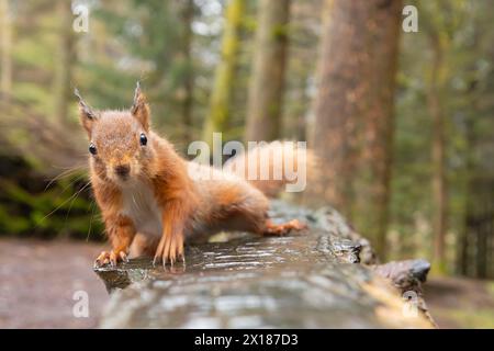 Écureuil roux (Sciurus vulgaris) animal adulte sur un banc en bois, Yorkshire, Angleterre, Royaume-Uni Banque D'Images