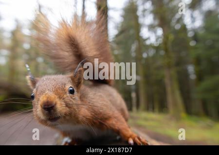 Écureuil roux (Sciurus vulgaris) animal adulte sur un banc en bois, Yorkshire, Angleterre, Royaume-Uni Banque D'Images