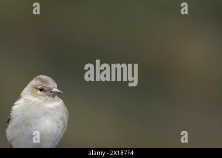 Chaffinch eurasien (Fringilla coelebs) femme adulte portrait de tête d'oiseau, Angleterre, Royaume-Uni Banque D'Images