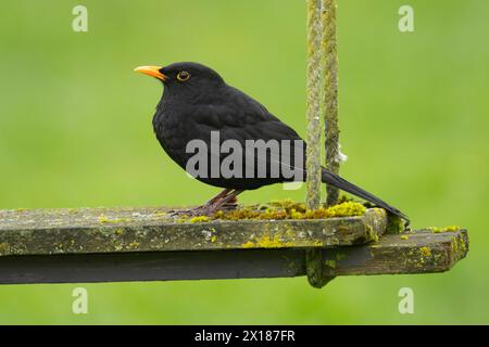 Oiseau noir européen (Turdus merula) oiseau mâle adulte sur une balançoire de jardin, Angleterre, Royaume-Uni Banque D'Images