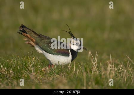 Oiseau adulte (Vanellus vanellus) dans les prairies, Angleterre, Royaume-Uni Banque D'Images