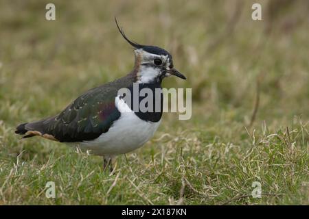 Oiseau adulte (Vanellus vanellus) dans les prairies, Angleterre, Royaume-Uni Banque D'Images