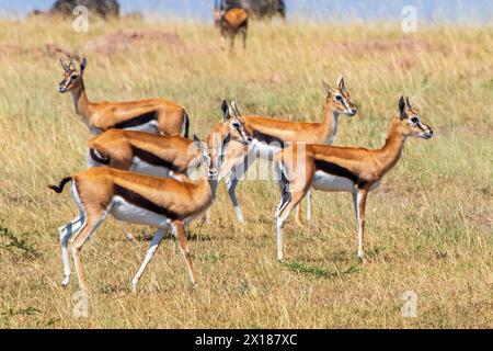 Groupe de gazelle de Thomson (Eudorcas thomsonii) sur la savane en Afrique, réserve nationale du Maasai Mara, Kenya Banque D'Images