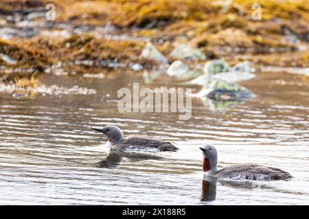 Plongeur à gorge rouge (Gavia stellata), couple reproducteur nageant sur un lac, Varanger, Finnmark, Norvège Banque D'Images