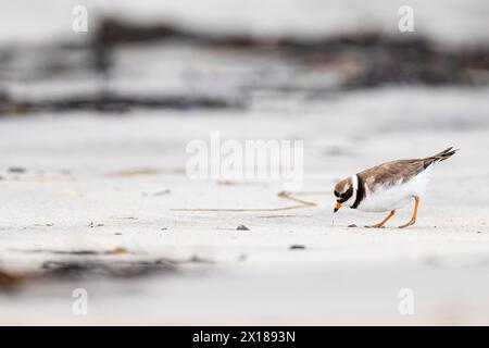 Pluvier annelé (Charadrius hiaticula), oiseau adulte tirant un petit ver du sable, Varanger, Finnmark, Norvège Banque D'Images