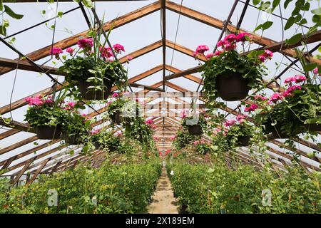 Pélargonium rose, géraniums dans des paniers suspendus et Solanum lycopersicum, plants de tomates cerises cultivés dans des récipients à l'intérieur de la serre au printemps Banque D'Images