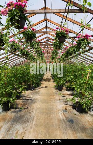 Pélargonium rose, géraniums dans des paniers suspendus et Solanum lycopersicum, plants de tomates cerises dans des contenants à l'intérieur de la serre au printemps, Québec Banque D'Images