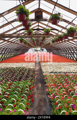 Fleurs roses dans des paniers suspendus plus pétunias violets, roses et rouges, bégonias blancs, rouges et roses dans des contenants à l'intérieur de la serre au printemps, Québec Banque D'Images