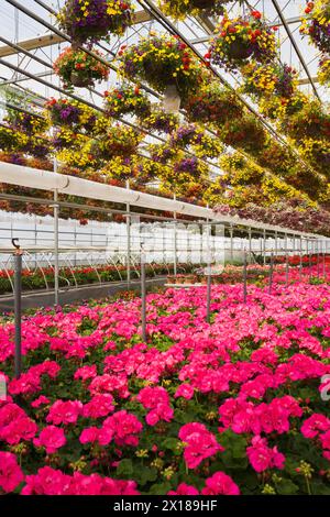 Fleurs mélangées rouges et jaunes dans des paniers suspendus plus pélargonium rose, géraniums dans des contenants à l'intérieur de la serre au printemps, Québec, Canada Banque D'Images