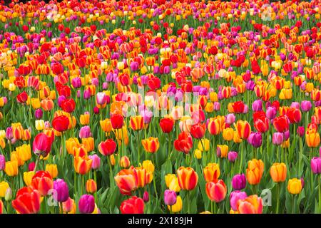 Lit de Tulipa rouge, rose, orange et jaune, tulipes au printemps, Montréal, Québec, Canada Banque D'Images