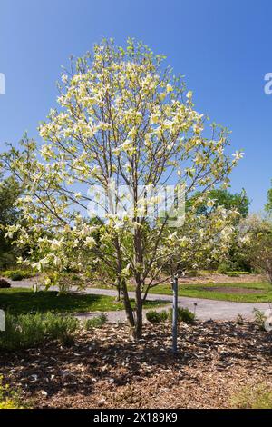 Arbre Magnolia 'Banana Split' à fleurs jaunes au printemps, jardin botanique de Montréal, Québec, Canada Banque D'Images