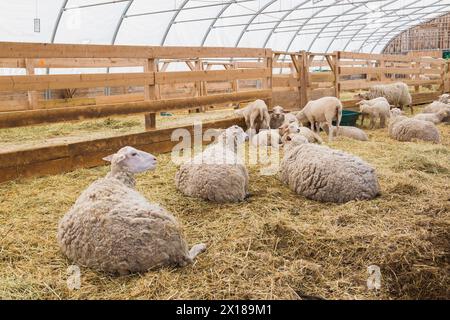 Arcott Rideau agneaux de plumes de mouton élevés et élevés pour la viande, Québec, Canada Banque D'Images