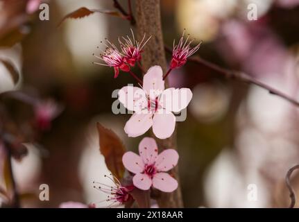 Fleur de prune (Prunus cerasifera 'Nigra') Banque D'Images