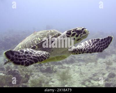 Tortue de mer fauchée (Eretmochelys imbricata imbricata), baignade, site de plongée John Pennekamp Coral Reef State Park, Key Largo, Florida Keys, Floride Banque D'Images
