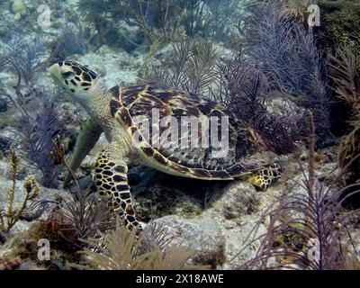 Tortue imbriquée (Eretmochelys imbricata imbricata) reposant sur le récif. Site de plongée John Pennekamp Coral Reef State Park, Key Largo, Florida Keys Banque D'Images