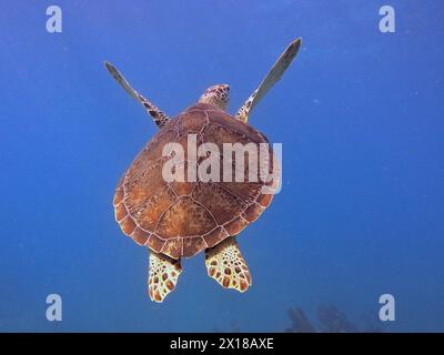 Tortue de mer fauchée (Eretmochelys imbricata imbricata), baignade, site de plongée John Pennekamp Coral Reef State Park, Key Largo, Florida Keys, Floride Banque D'Images