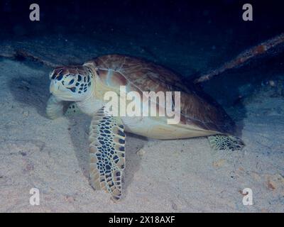 Tortue imbriquée (Eretmochelys imbricata imbricata) la nuit. Site de plongée John Pennekamp Coral Reef State Park, Key Largo, Florida Keys, Floride, États-Unis Banque D'Images